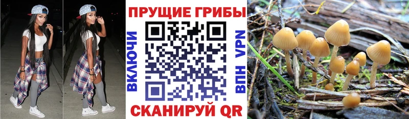 Купить где  Полярные Зори  Псилоцибиновые грибы мицелий 